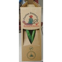 Cactus Canarias - Aloe Vera Pflanze mit Topf in Reise-Pappkarton produziert auf Gran Canaria