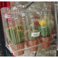 Cactus Canarias - 3x Kaktus Set gemischt klein Pflanzen mit Topf in Blisterpackung produziert auf Gran Canaria