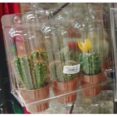 Cactus Canarias - 3x Kaktus Set gemischt klein Pflanzen mit Topf in Blisterpackung produziert auf Gran Canaria