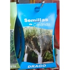 Semillas de Canarias - Drago Drachenbaum Samen produziert auf Teneriffa