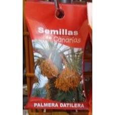 Semillas de Canarias - Palmera Datilera Samen produziert auf Teneriffa
