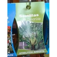 Semillas de Canarias - Strelitzia Augusta Strelitzien Samen produziert auf Teneriffa